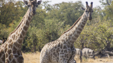 Afrika 16 6